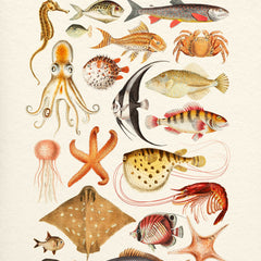 Collection image for: Sea Life