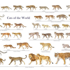 Collection image for: Wild Cats