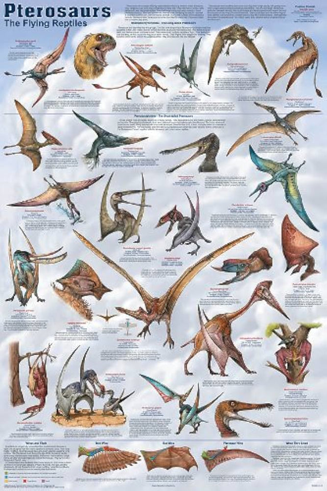 Prehistoric Flyers