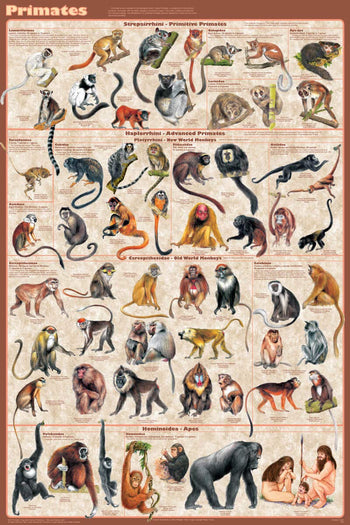 Primates