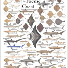 Collection image for: Sharks & Rays