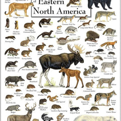 Collection image for: Large Mammals