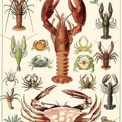 Collection image for: Crustaceans