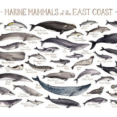 Collection image for: Aquatic Mammals