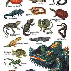 Collection image for: Reptiles