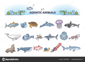 Aquatic Animals