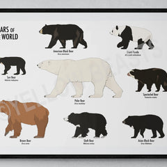 Collection image for: Bears