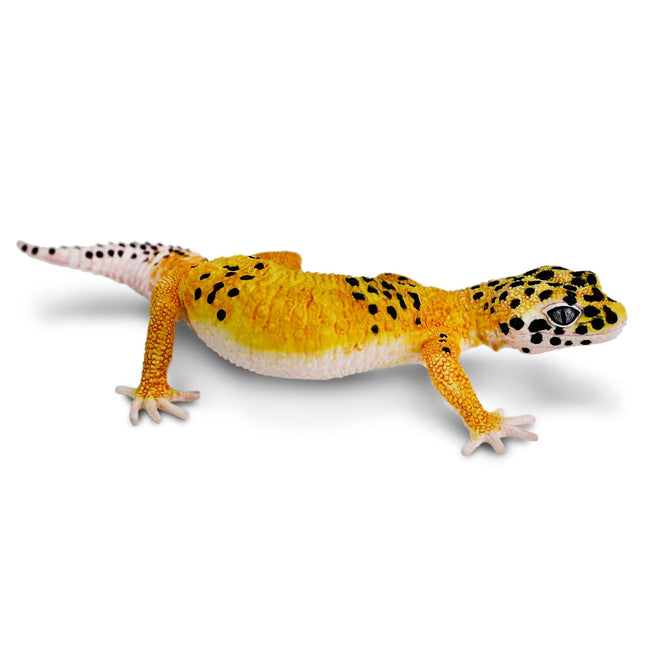 IC Leopard Gecko