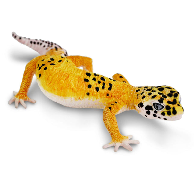 IC Leopard Gecko