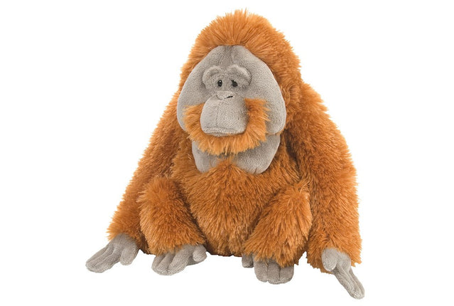 CK Orangutan