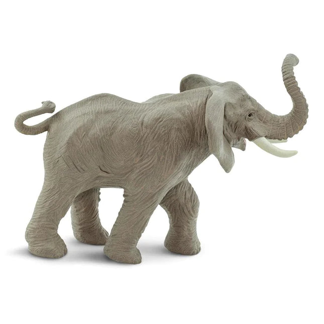 WSW African Elephant Adult