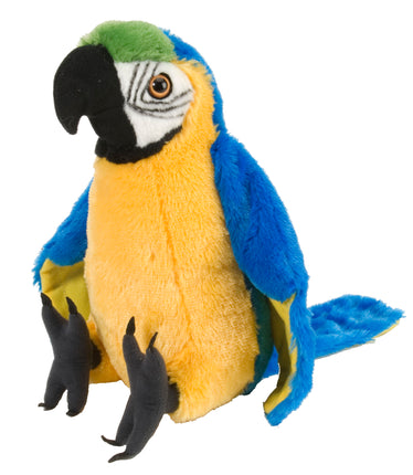 CK Parrot Macaw