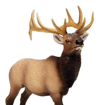 WSW Elk Bull