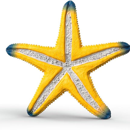 WILD Starfish with color change