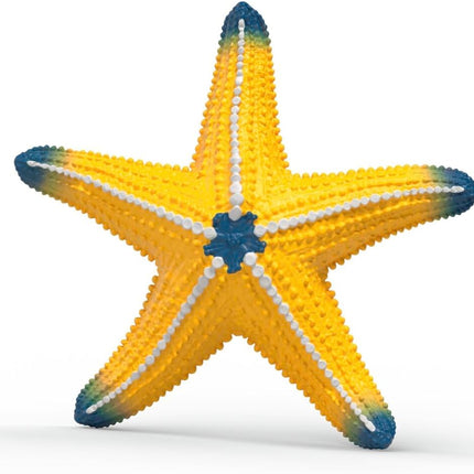 WILD Starfish with color change