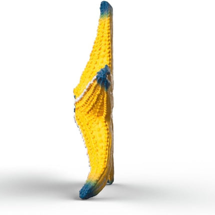 WILD Starfish with color change