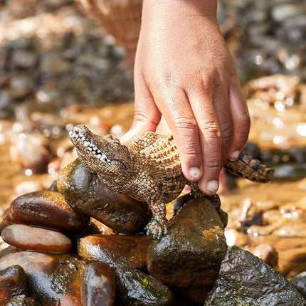 WILD Alligator