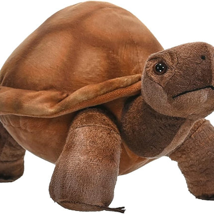 CK Desert Tortoise