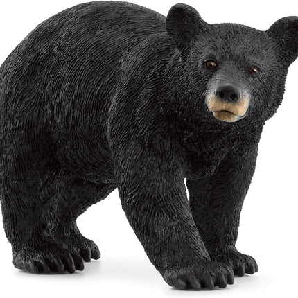 WILD American Black Bear