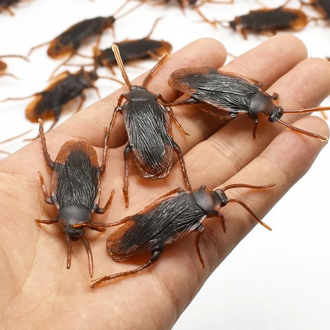 Cockroaches