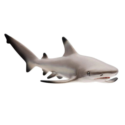 WSS Blacktip Reef Shark