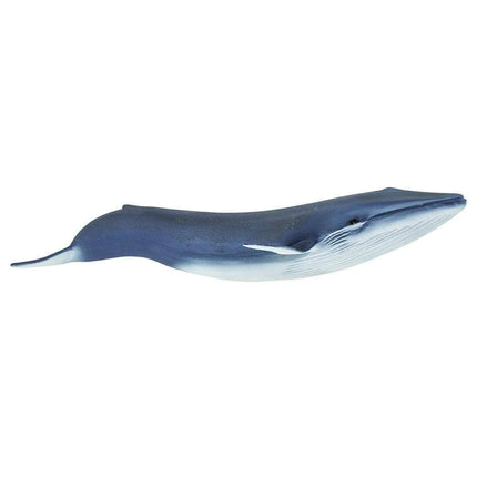 WSS Blue Whale