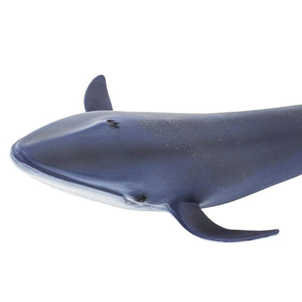 WSS Blue Whale