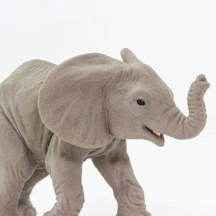 WSW African Elephant Baby XXX