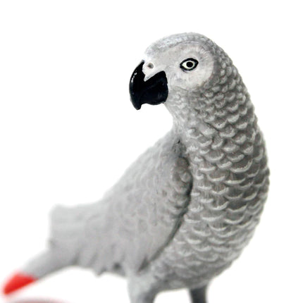 WSB African Grey Parrot