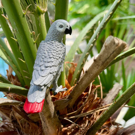 WSB African Grey Parrot