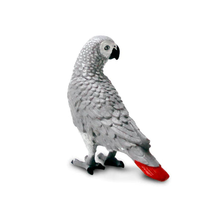 WSB African Grey Parrot