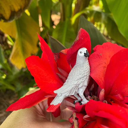 WSB African Grey Parrot