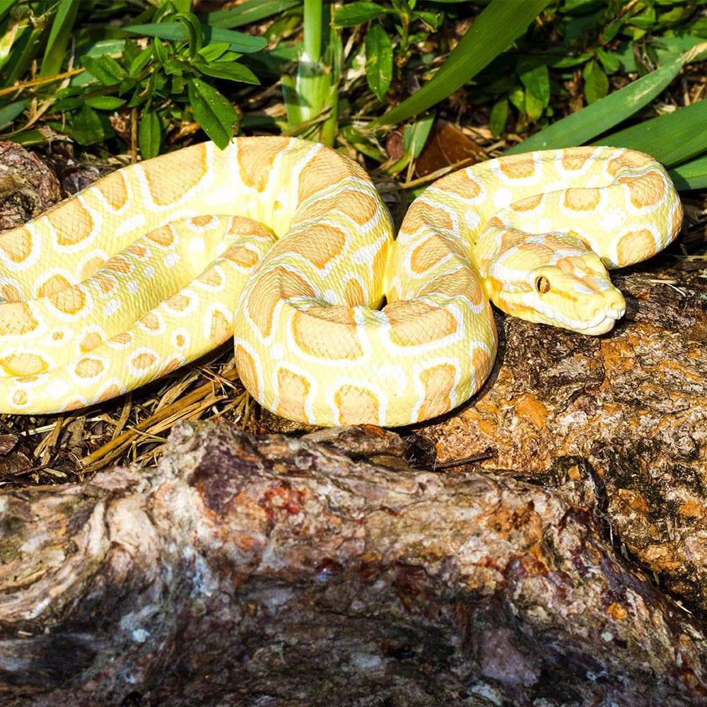 Albaino Python IC Albino Burmese Python – The Zoo Company Toy Store