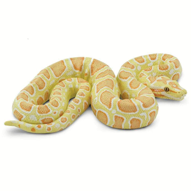 IC Albino Burmese Python