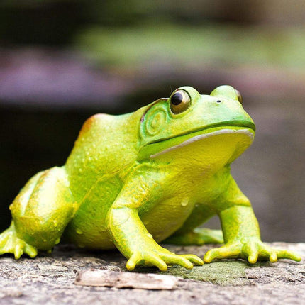 IC American Bullfrog