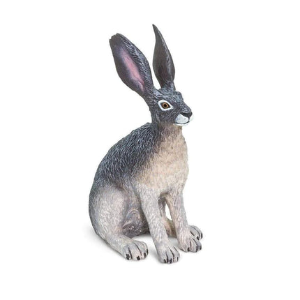 WSW American Desert Hare