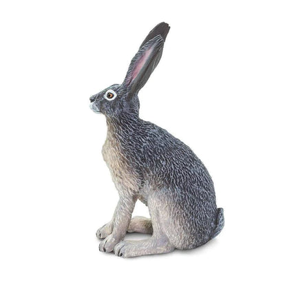 WSW American Desert Hare