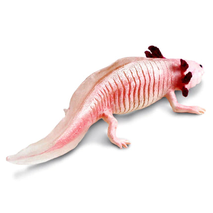 IC Axolotl