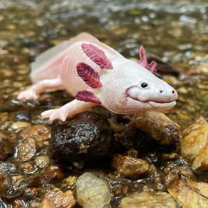 IC Axolotl