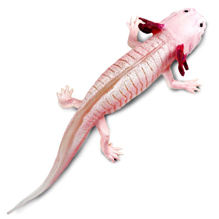 IC Axolotl