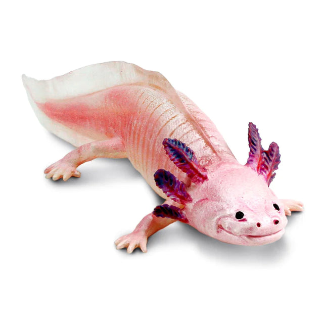 IC Axolotl