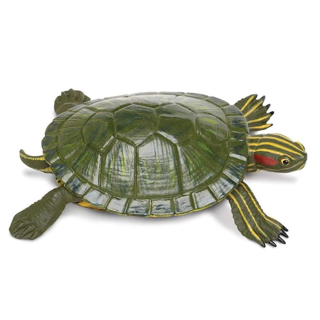 IC Red-Eared Slider Turtle