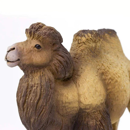 WSW Bactrian Camel