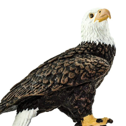 WSW Bald Eagle