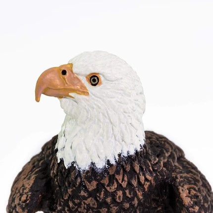 WSW Bald Eagle