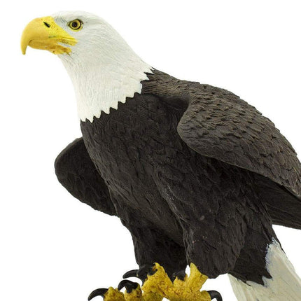 IC Bald Eagle