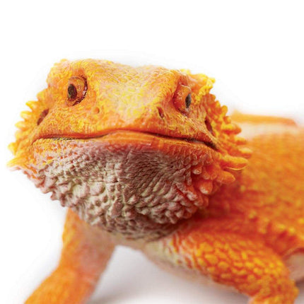 IC Bearded Dragon