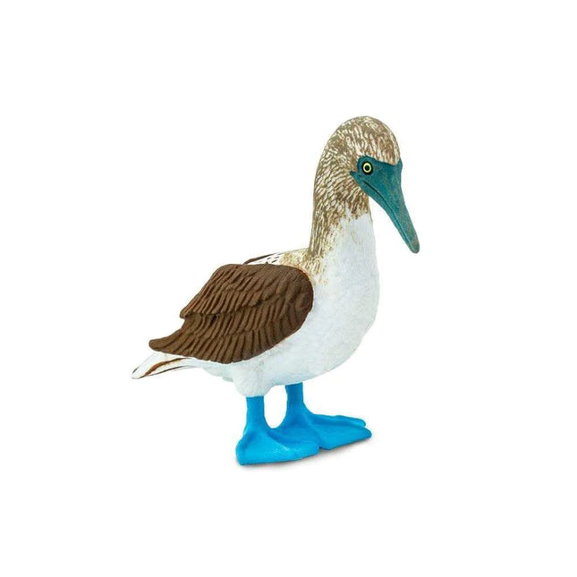 WSB Blue Footed Booby XXX