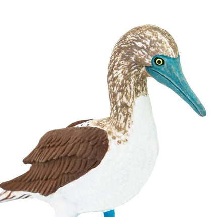 WSB Blue Footed Booby XXX