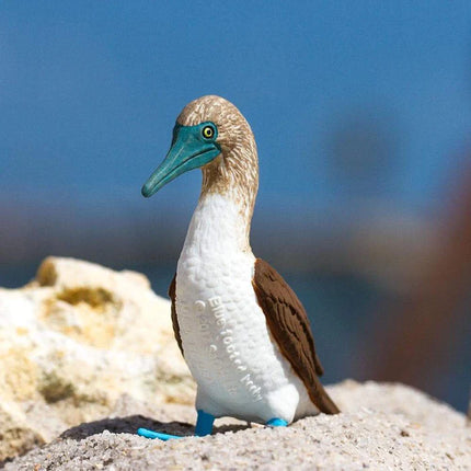 WSB Blue Footed Booby XXX